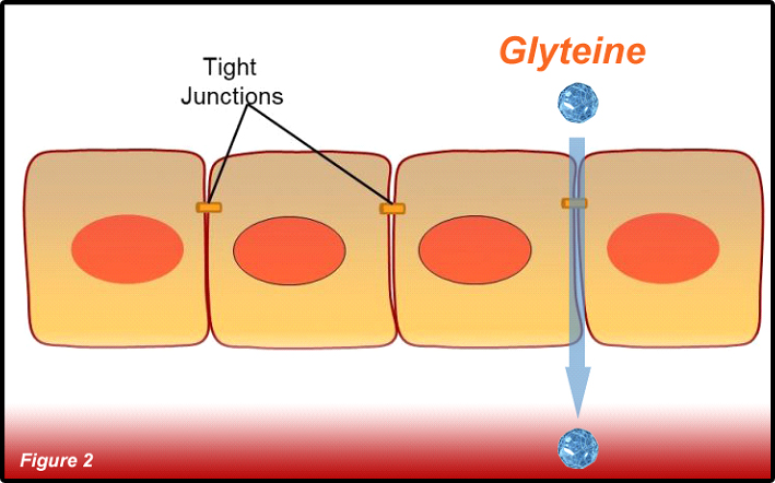 Glyteine