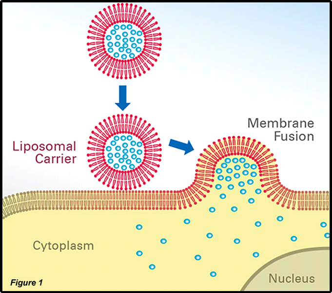 Liposomal