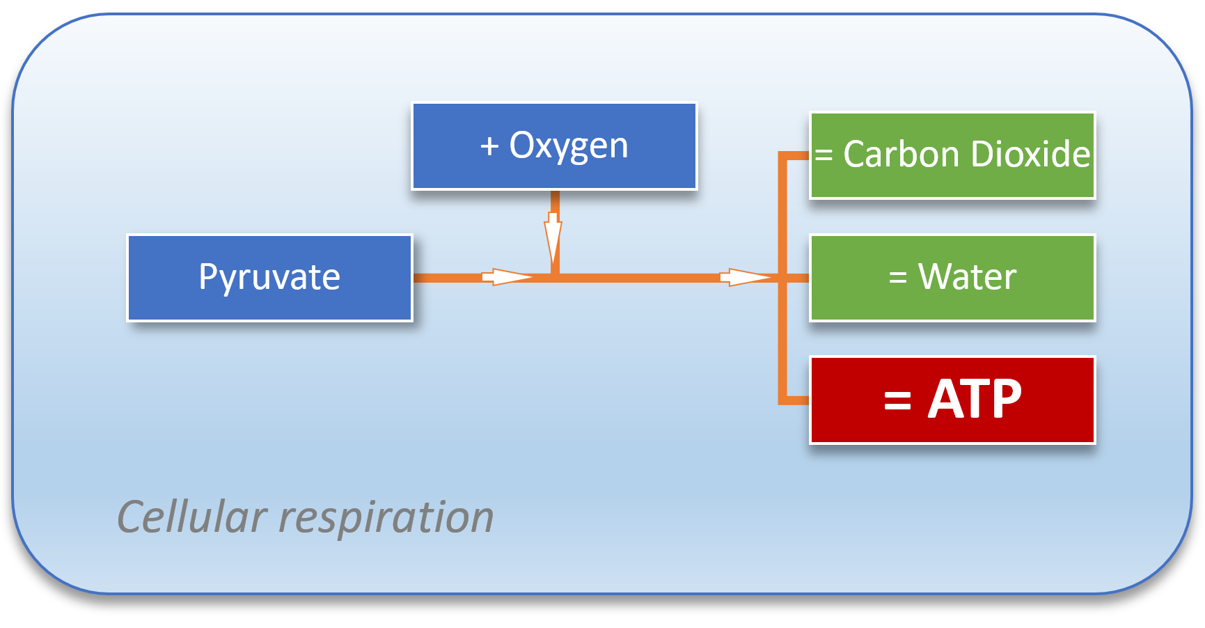 Cellular Respiration