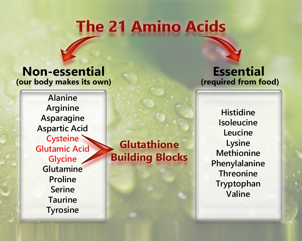 Glutathione Building Blocks