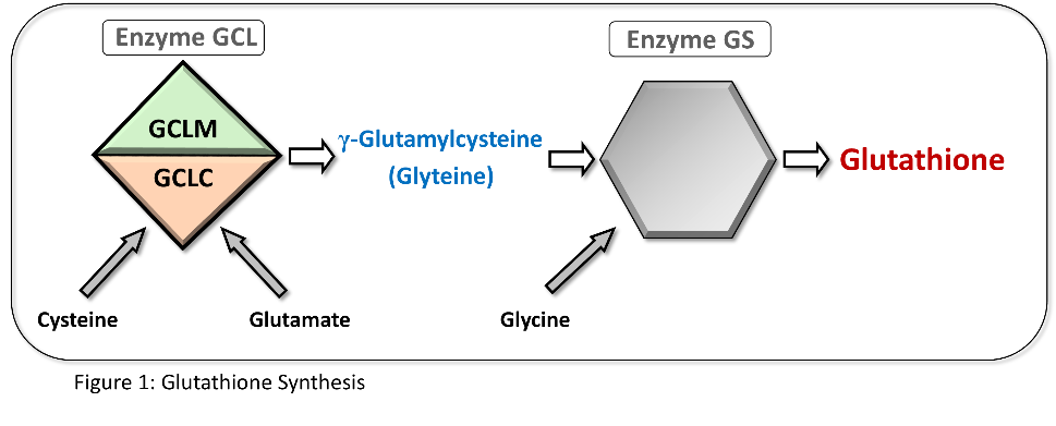 Glutathione Synthesis